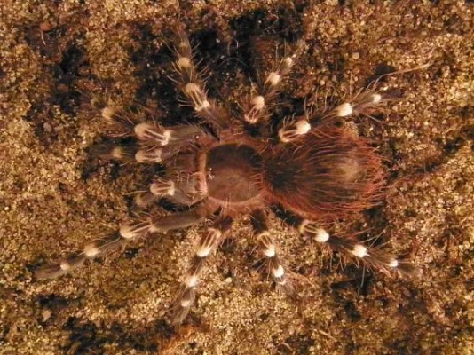 tarantule 2