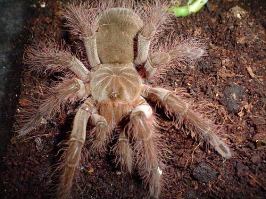 tarantule 5