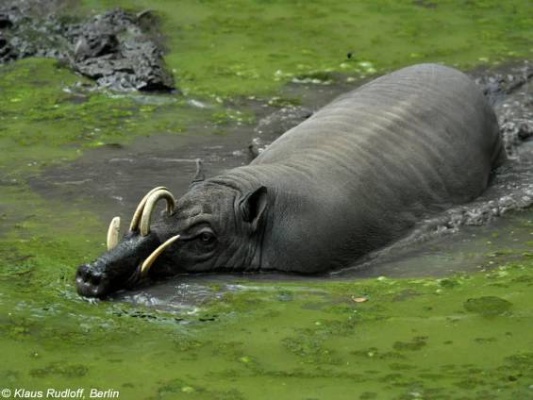 babirus 2