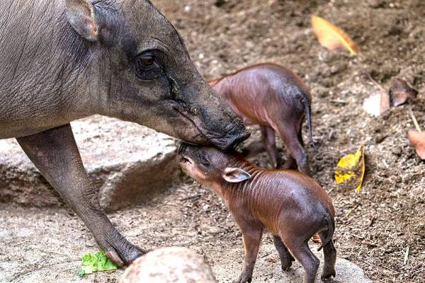 babirus 3