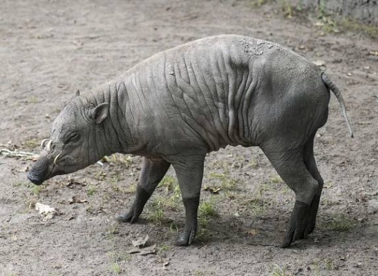 babirus 4